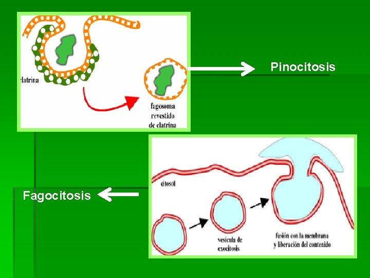 Pinocitosis Fagocitosis 