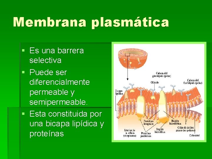 Membrana plasmática § Es una barrera selectiva § Puede ser diferencialmente permeable y semipermeable.