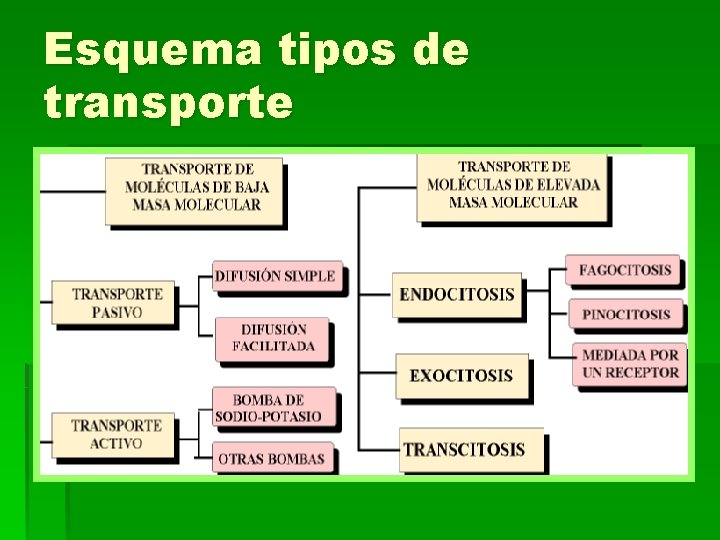 Esquema tipos de transporte 