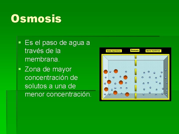 Osmosis § Es el paso de agua a través de la membrana. § Zona