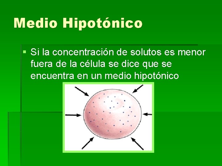 Medio Hipotónico § Si la concentración de solutos es menor fuera de la célula