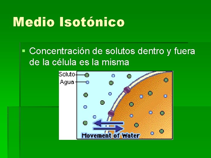 Medio Isotónico § Concentración de solutos dentro y fuera de la célula es la