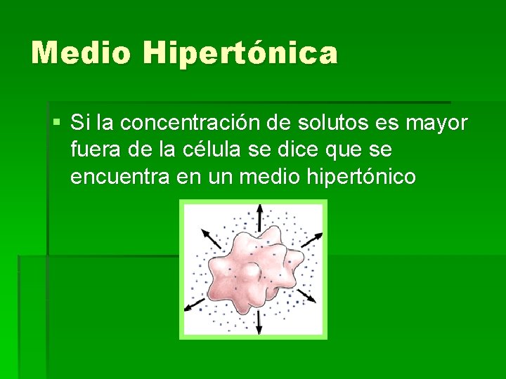 Medio Hipertónica § Si la concentración de solutos es mayor fuera de la célula