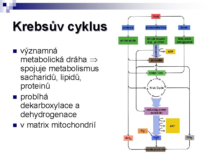 Krebsův cyklus n n n významná metabolická dráha spojuje metabolismus sacharidů, lipidů, proteinů probíhá