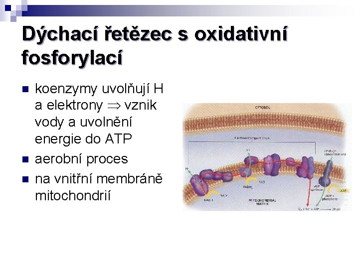 Dýchací řetězec s oxidativní fosforylací n n n koenzymy uvolňují H a elektrony vznik