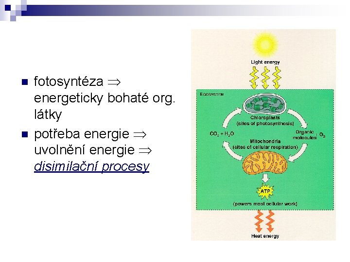 n n fotosyntéza energeticky bohaté org. látky potřeba energie uvolnění energie disimilační procesy 
