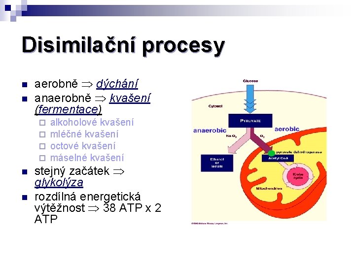 Disimilační procesy n n aerobně dýchání anaerobně kvašení (fermentace) ¨ ¨ n n alkoholové