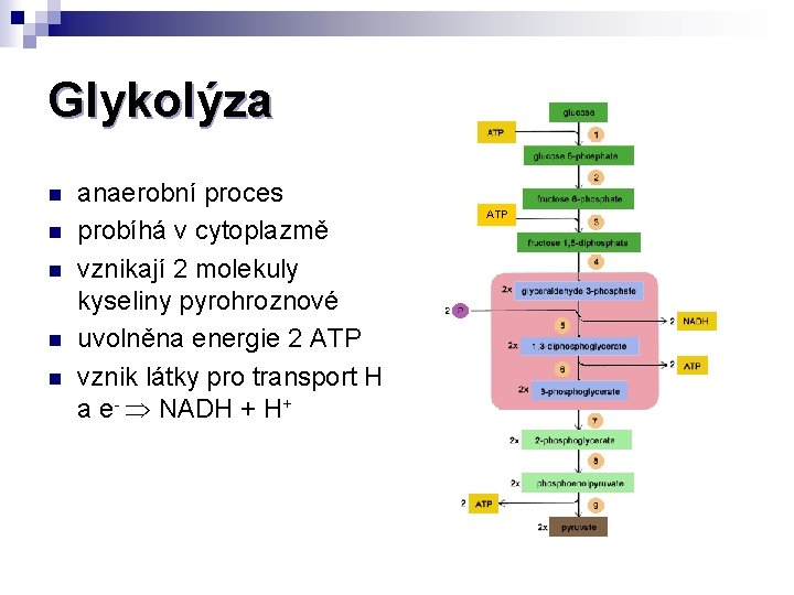 Glykolýza n n n anaerobní proces probíhá v cytoplazmě vznikají 2 molekuly kyseliny pyrohroznové