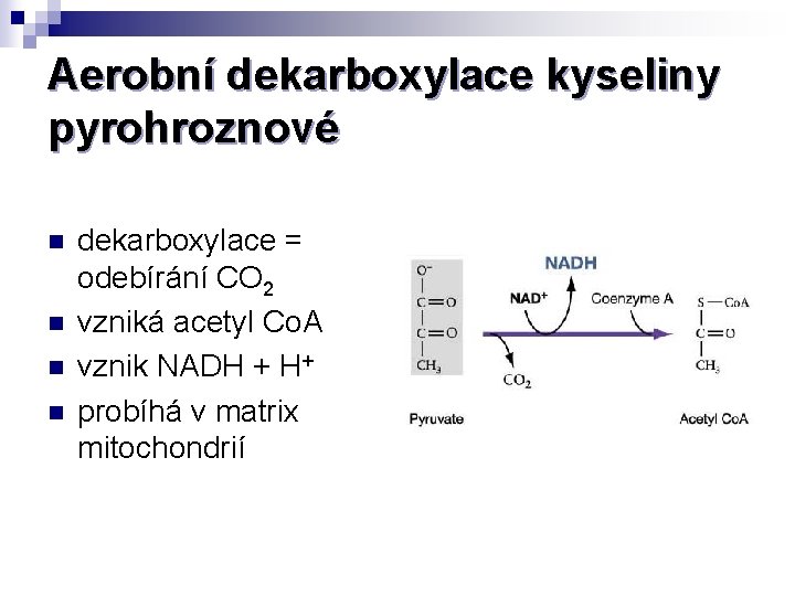 Aerobní dekarboxylace kyseliny pyrohroznové n n dekarboxylace = odebírání CO 2 vzniká acetyl Co.