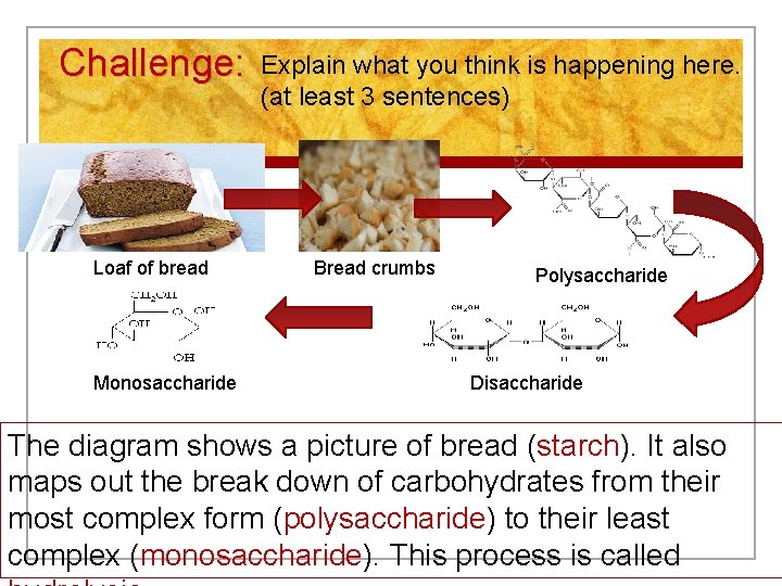 Challenge: Loaf of bread Monosaccharide Explain what you think is happening here. (at least