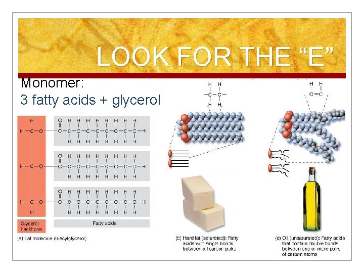 LOOK FOR THE “E” Monomer: 3 fatty acids + glycerol 