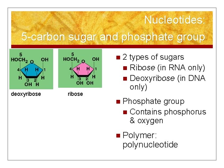Nucleotides: 5 -carbon sugar and phosphate group deoxyribose n 2 types of sugars n