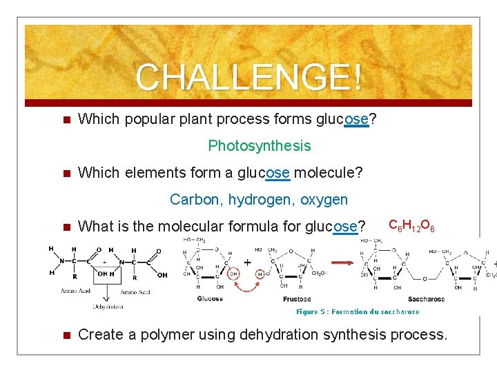 CHALLENGE! n Which popular plant process forms glucose? Photosynthesis n Which elements form a