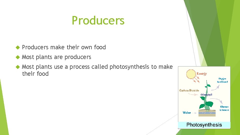 Producers make their own food Most plants are producers Most plants use a process