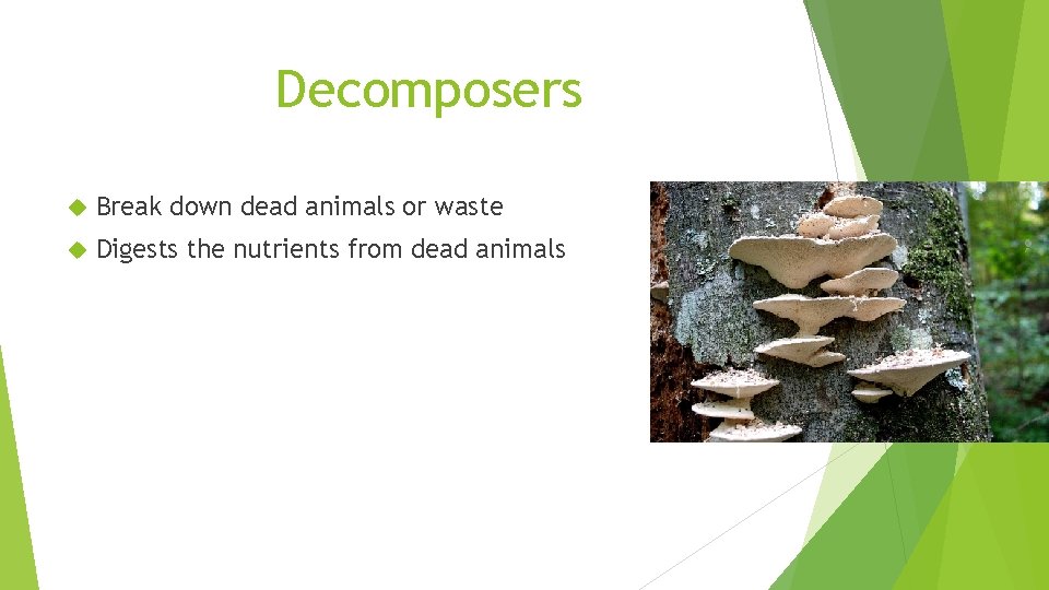 Decomposers Break down dead animals or waste Digests the nutrients from dead animals 