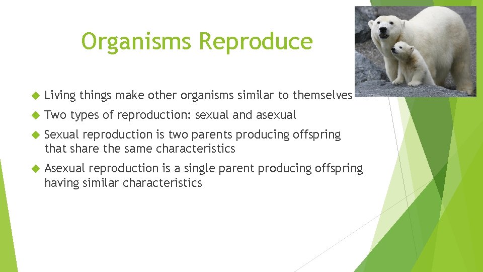 Organisms Reproduce Living things make other organisms similar to themselves Two types of reproduction: