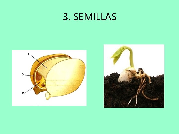 3. SEMILLAS 