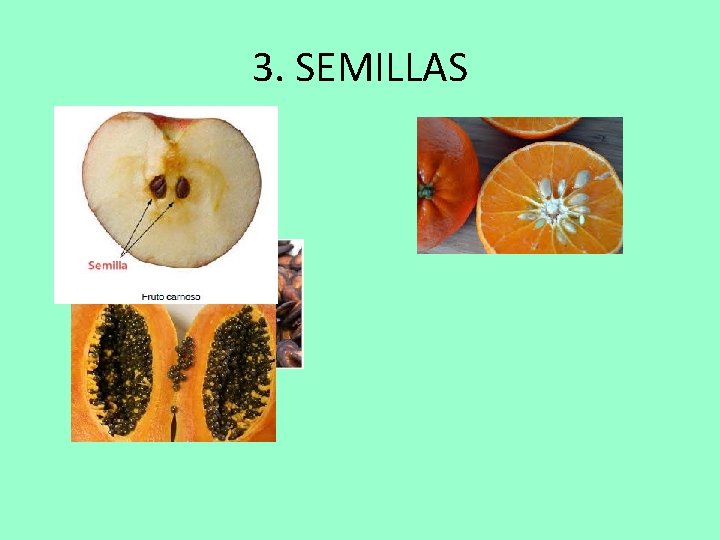 3. SEMILLAS 