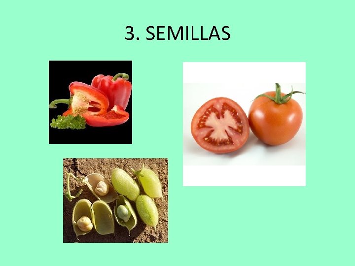 3. SEMILLAS 