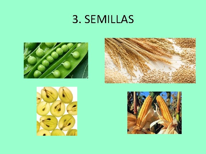 3. SEMILLAS 