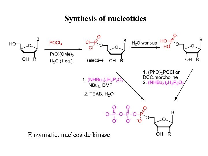 Synthesis of nucleotides Enzymatic: nucleoside kinase 