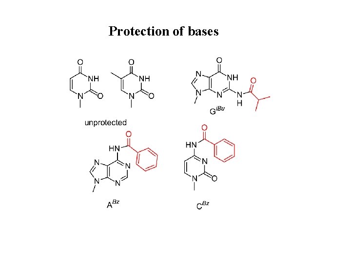 Protection of bases 