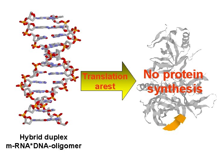 Translation arest Hybrid duplex m-RNA*DNA-oligomer No protein synthesis 
