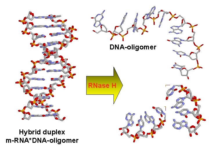 DNA-oligomer RNase H Hybrid duplex m-RNA*DNA-oligomer Products of m-RNA cleavage 