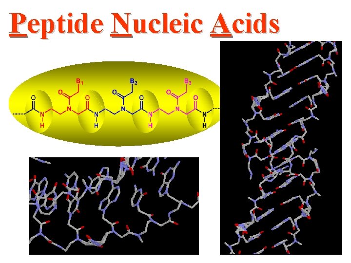 Peptide Nucleic Acids 