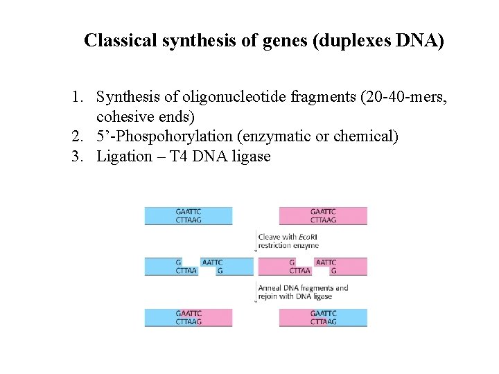 Classical synthesis of genes (duplexes DNA) 1. Synthesis of oligonucleotide fragments (20 -40 -mers,