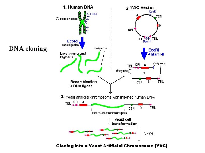 DNA cloning 