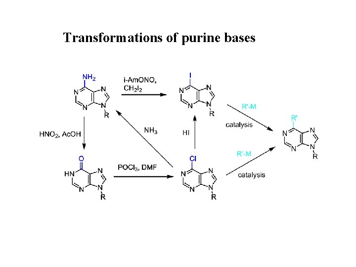 Transformations of purine bases 