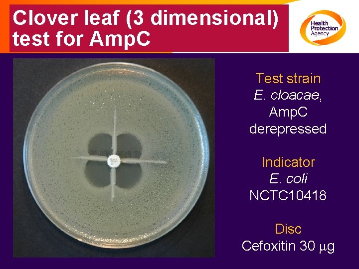 Clover leaf (3 dimensional) test for Amp. C Test strain E. cloacae, Amp. C