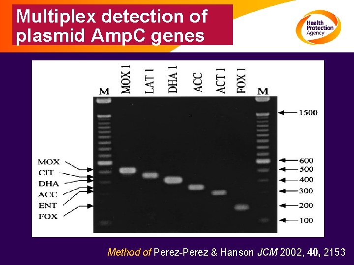 Multiplex detection of plasmid Amp. C genes Method of Perez-Perez & Hanson JCM 2002,