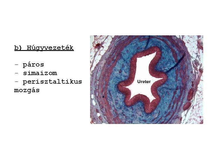 b) Húgyvezeték - páros - simaizom - perisztaltikus mozgás 