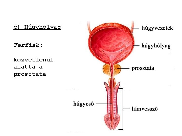 c) Húgyhólyag Férfiak: közvetlenül alatta a prosztata 