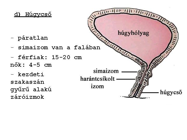 d) Húgycső - páratlan - simaizom van a falában - férfiak: 15 -20 cm