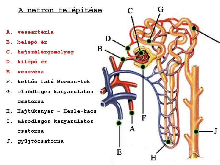 A nefron felépítése A. veseartéria B. belépő ér C. hajszálérgomolyag D. kilépő ér E.