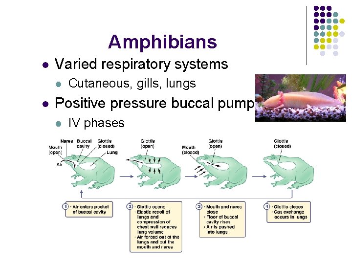 Amphibians l Varied respiratory systems l l Cutaneous, gills, lungs Positive pressure buccal pump