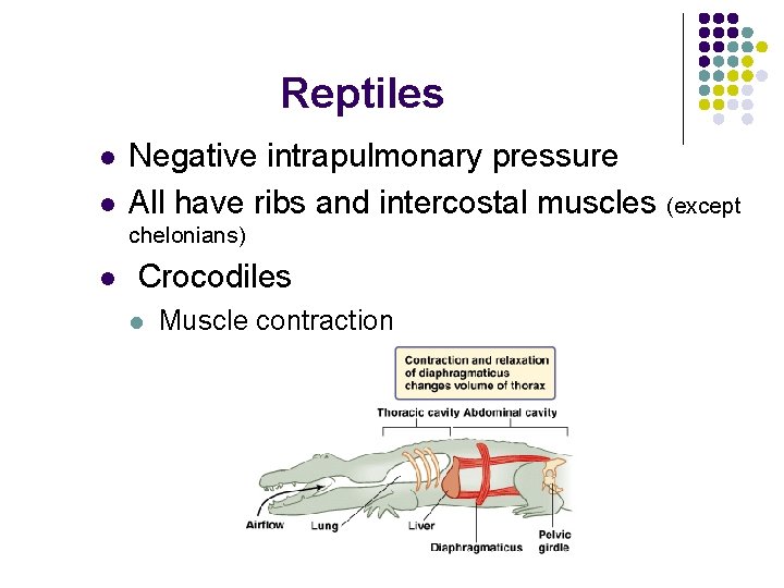 Reptiles l l Negative intrapulmonary pressure All have ribs and intercostal muscles (except chelonians)