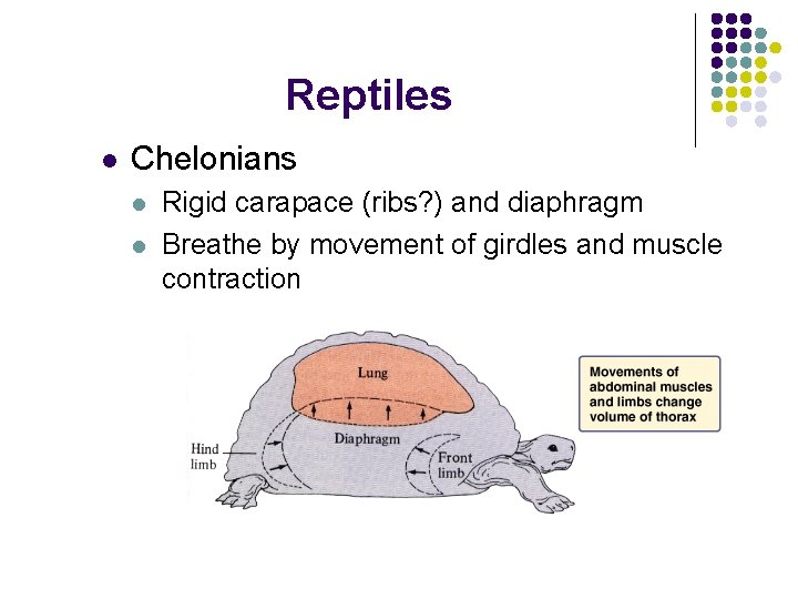 Reptiles l Chelonians l l Rigid carapace (ribs? ) and diaphragm Breathe by movement