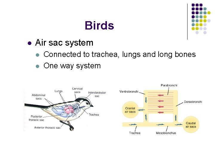 Birds l Air sac system l l Connected to trachea, lungs and long bones