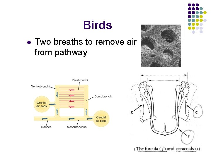 Birds l Two breaths to remove air from pathway 