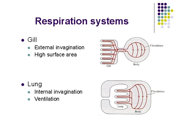 Respiration systems l Gill l External invagination High surface area Lung l l Internal