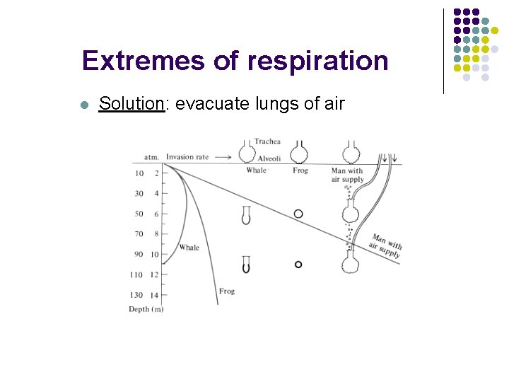 Extremes of respiration l Solution: evacuate lungs of air 