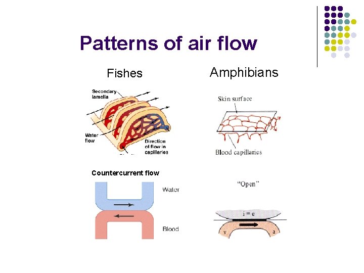 Patterns of air flow Fishes Countercurrent flow Amphibians 