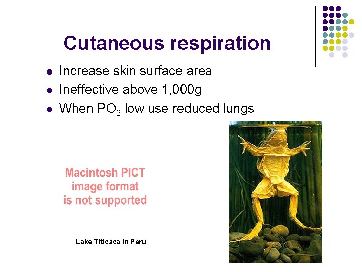 Cutaneous respiration l l l Increase skin surface area Ineffective above 1, 000 g