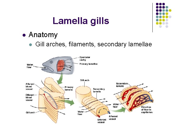 Lamella gills l Anatomy l Gill arches, filaments, secondary lamellae 