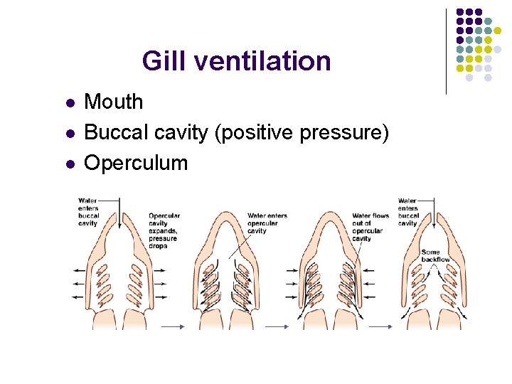 Gill ventilation l l l Mouth Buccal cavity (positive pressure) Operculum 