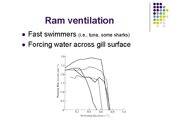 Ram ventilation l l Fast swimmers (i. e. , tuna, some sharks) Forcing water